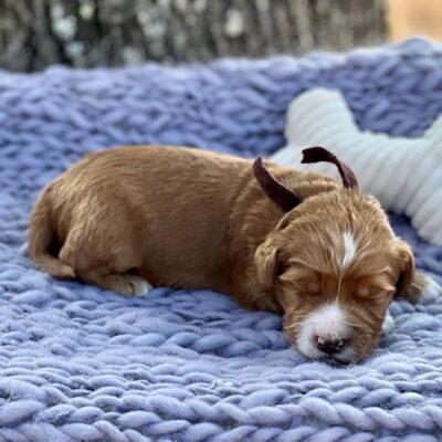 Bernedoodle puppy sleeping on a blue blanket