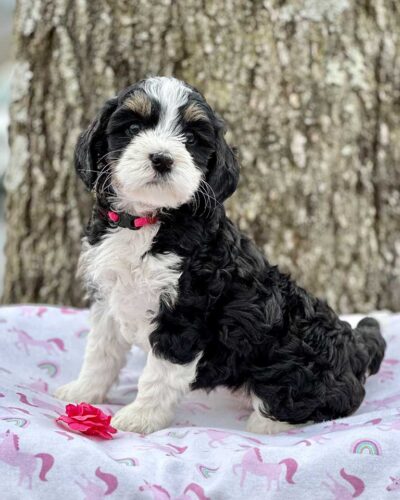 Bernedoodle puppy standing against a tree