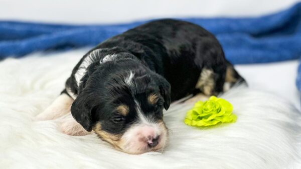 Bernedoodle puppy sleeping on a white blanket