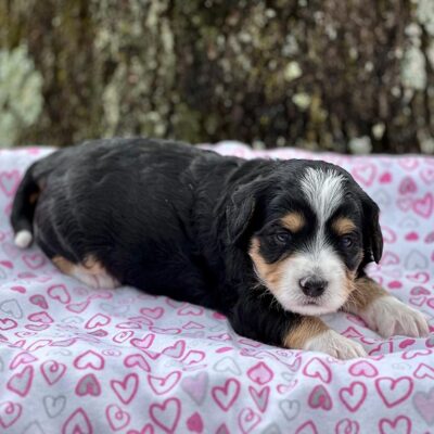 Bernedoodle puppy laying down on a white blanket with pink hearts