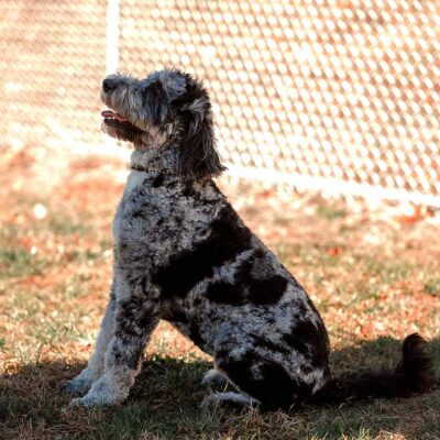 Adult merle Bernedoodle viewed from the side sitting down outside