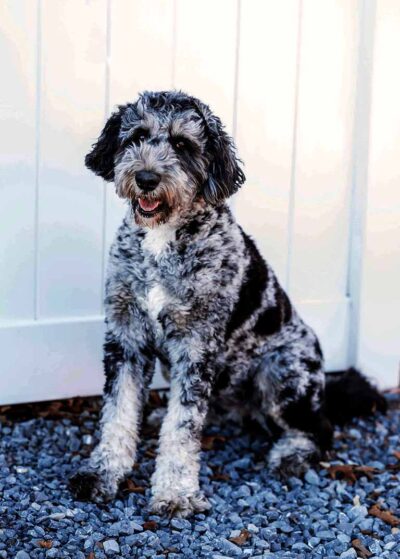 Adult merle Bernedoodle sitting down