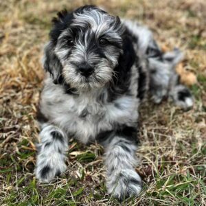 Merle Bernedoodle: Everything You Need to Know