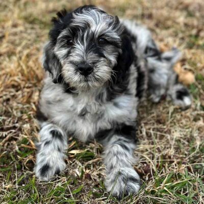 Merle Bernedoodle puppy laying down ourside