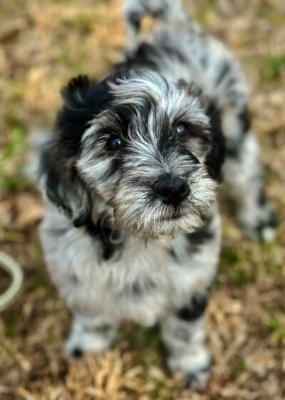 Merle Bernedoodle puppy standing on four legs outside