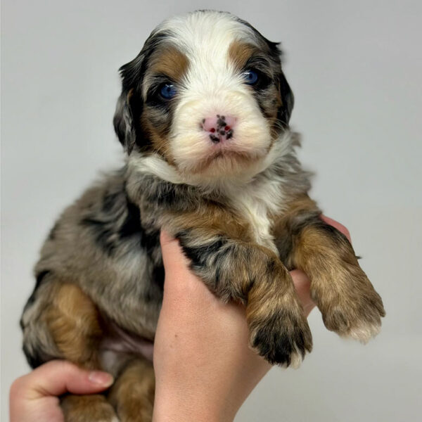 Miniature Bernedoodle puppy being held in 2 hands