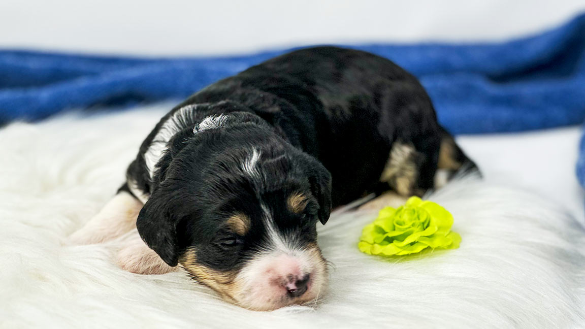 Miniature Bernedoodle puppy laying on a white blanket