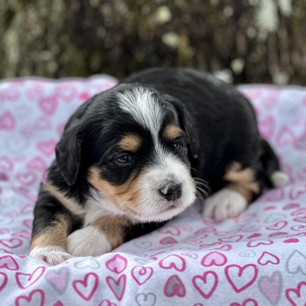 Miniature Bernedoodle laying down on a whiteblanket with pink hearts