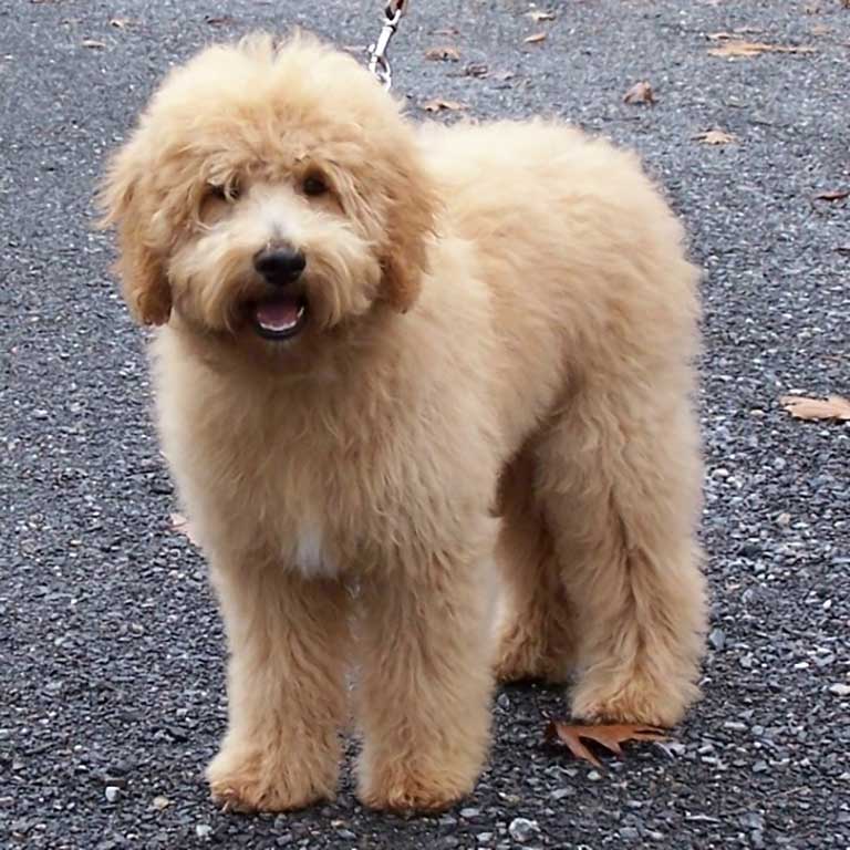 one of the mini goldendoodle haircuts on one of Fox Creek Farm Puppies' dogs