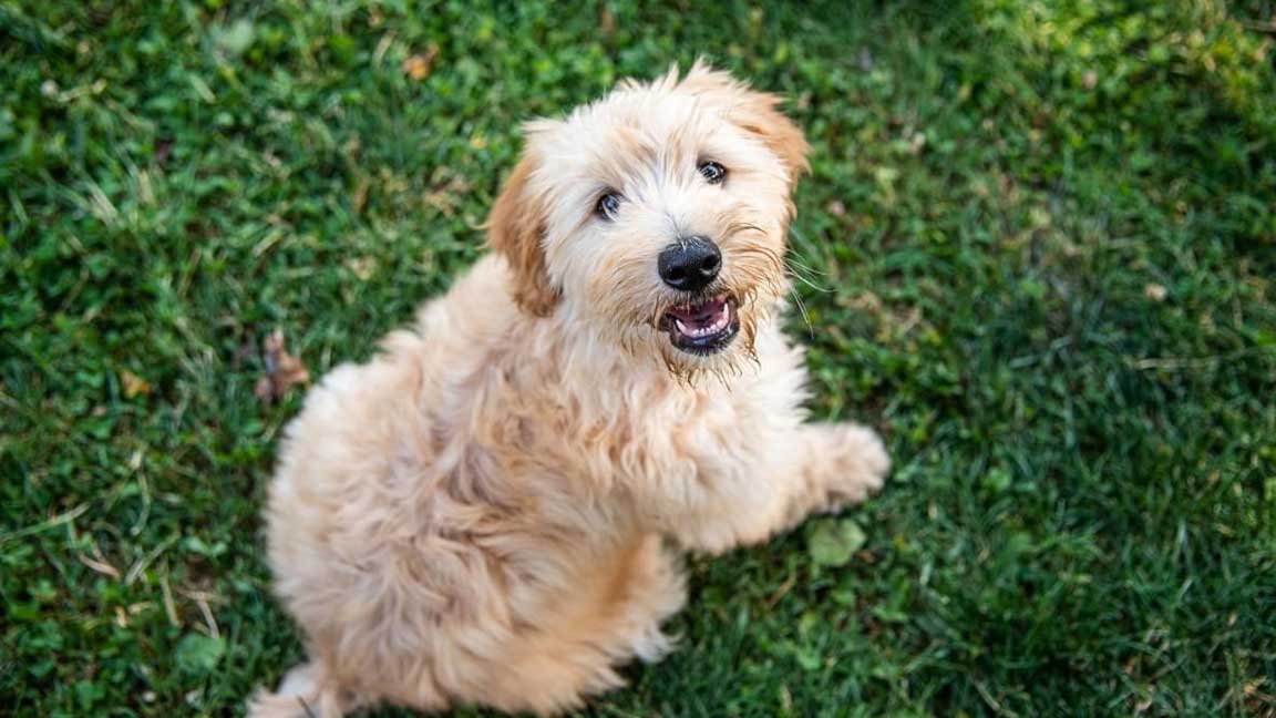 mini goldendoodle playing in the grass