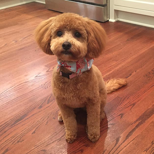 mini goldendoodle siiting in a kitchen