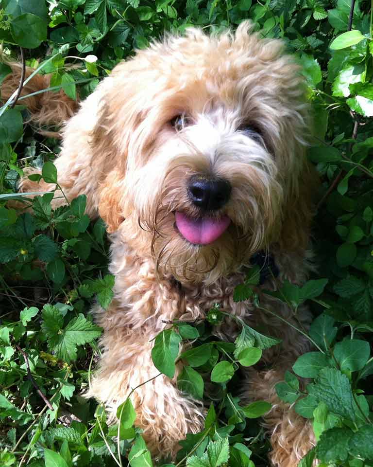 mini goldendoodle laying down between leaves