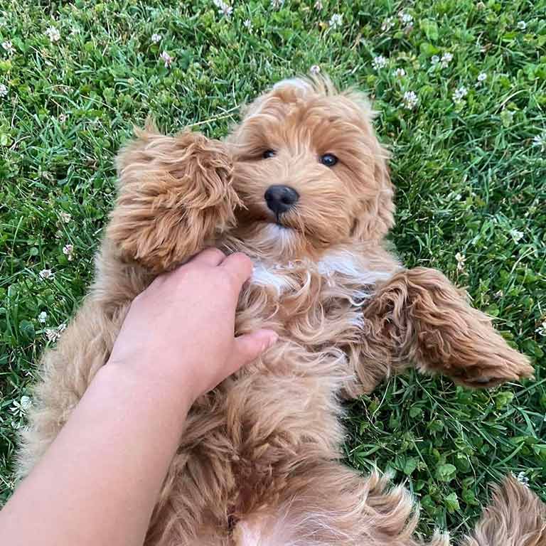 Teddy bear goldendoodle  laying down in the grass belly up