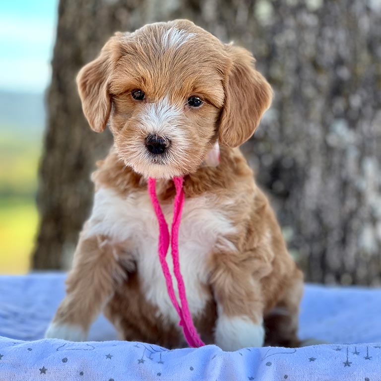 Teddy bear Goldendoodle   with a pink scarf siiting down on a blanket