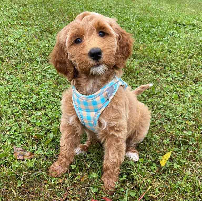 Teddy bear Goldendoodle siiting down in the grass