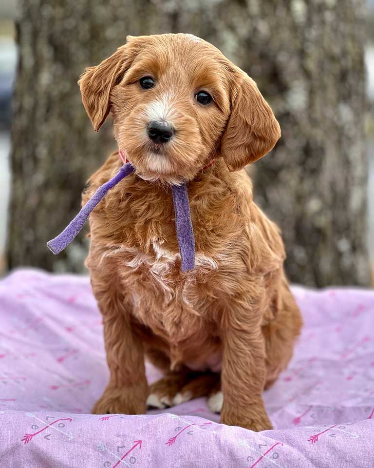 Teddy bear Goldendoodle with a purple scarf sitting down on a blanket