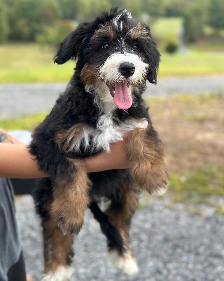 Bernedoodle being held in the air outside