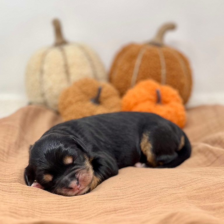 Bernedoodle puppy sleeping with a background with pumpkins