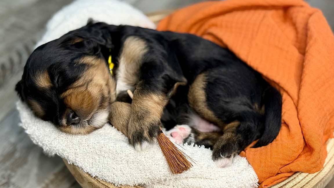 Bernedoodle puppy sleeping in a dog bed with a orange blanket