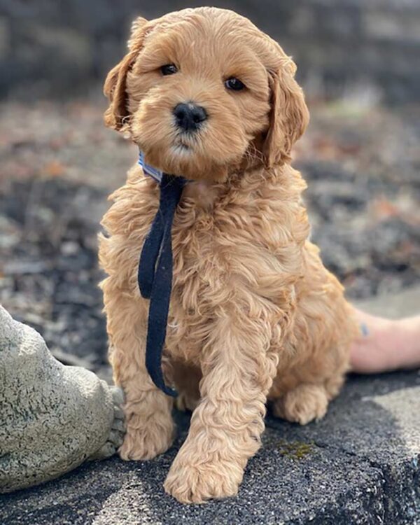 English cream Goldendoodle sitting with a blue ribbon