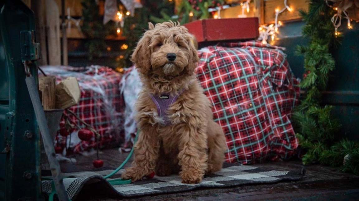 English cream Goldendoodle pup sitting in front of a Christmas tree