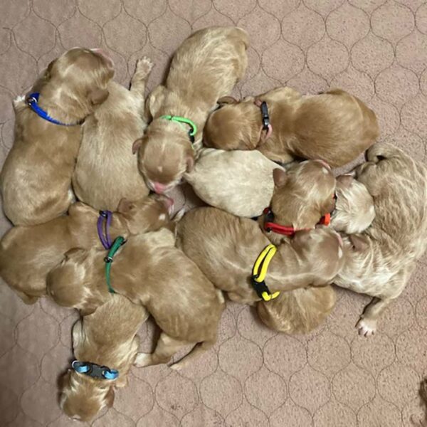 Many english cream Goldendoodle puppies