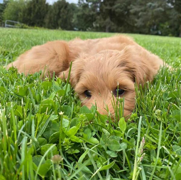 English cream Goldendoodle laying down in the grass