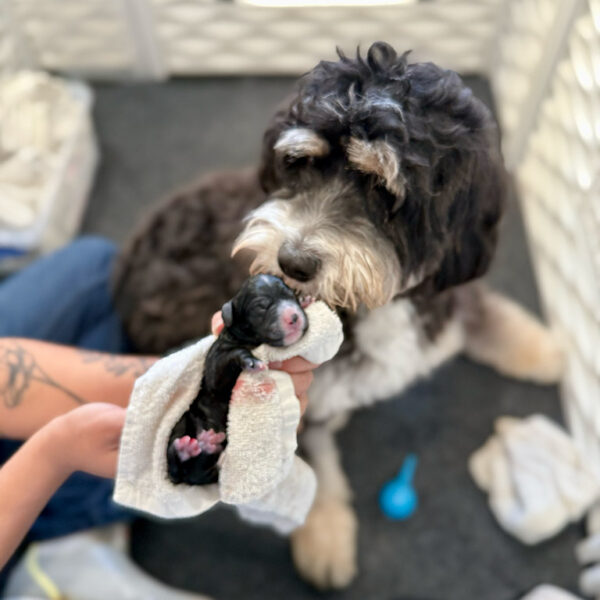 Bernedoodle adult dog with her new born puppy