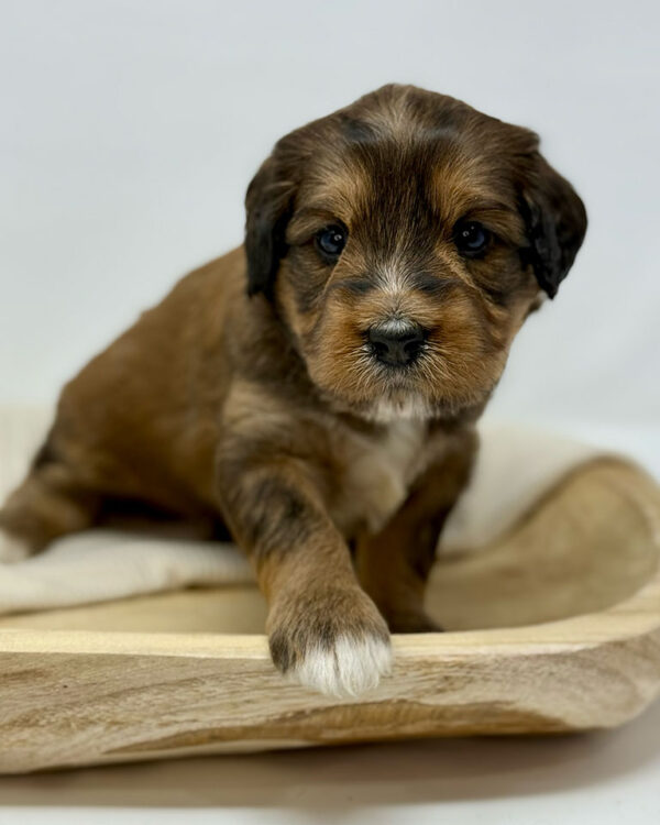 Bernedoodle puppy standing up from his dog bed