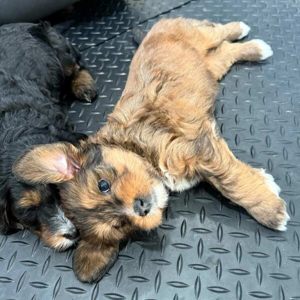 Two Bernedoodle puppies laying dowm