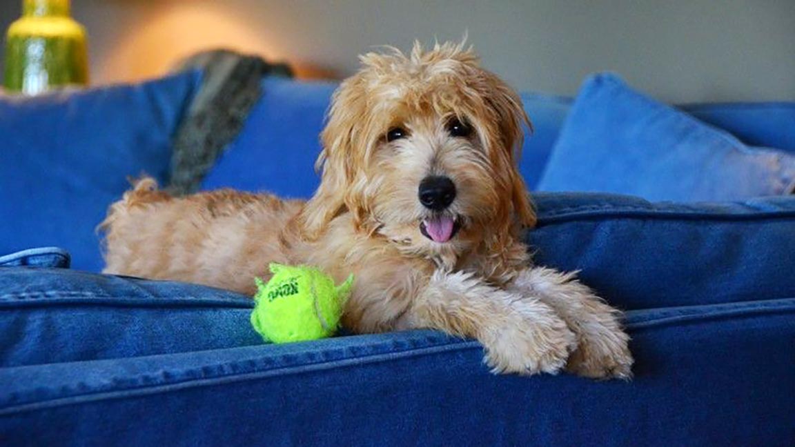 Adult Goldendoodle laying down in a blue couch with a yellow tennis ball looking like the cutest dog in the world