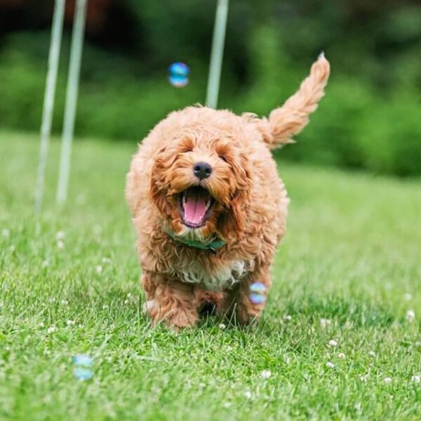 Goldendoodle running in the grass after a bubble