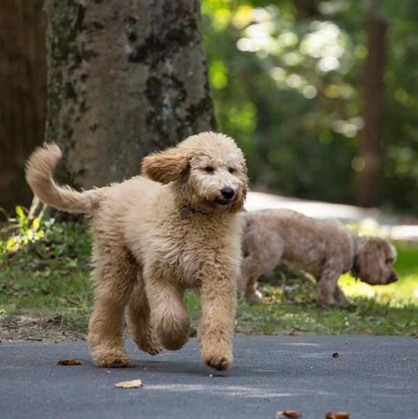 Goldendoodle running in a forest