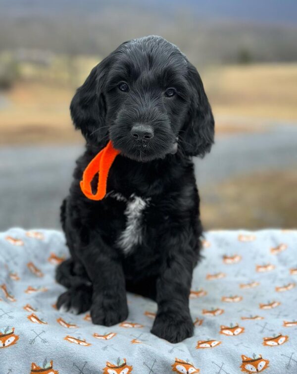 Black Golden Doodle puppy with a red bow around his neck