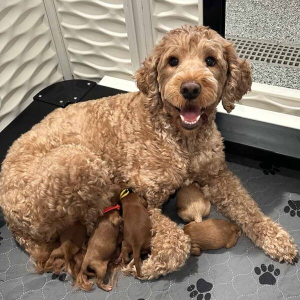 Golden Doodle mother with her puppies