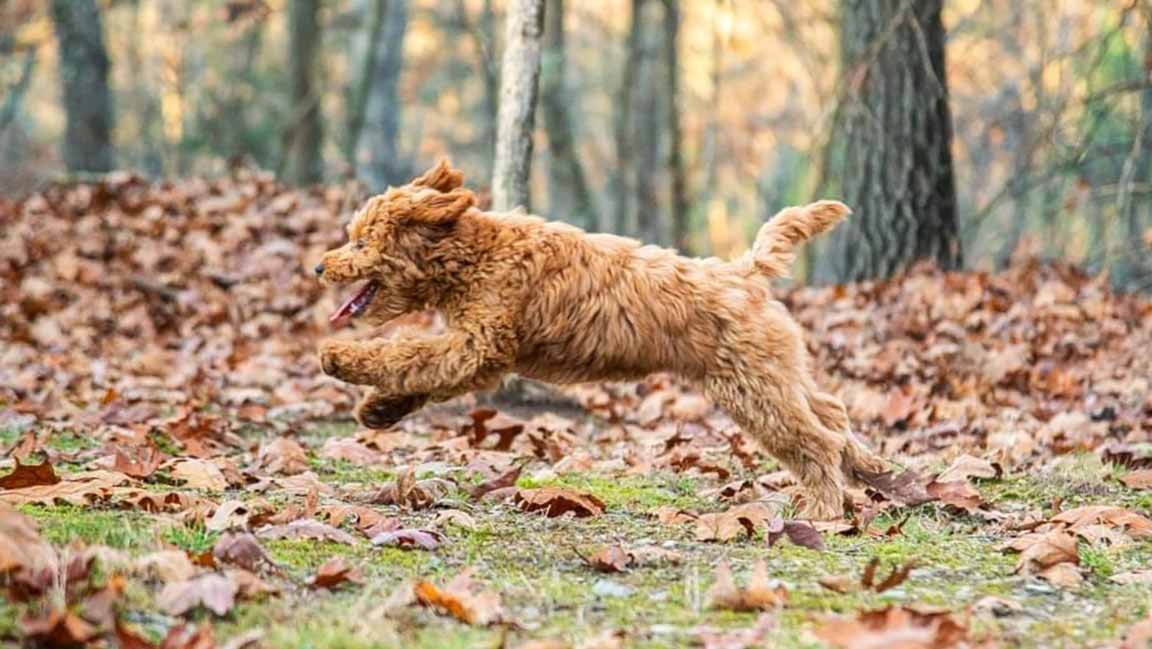 Puppy available for Golden Doodle adoption near me, jumping, viewed from the side