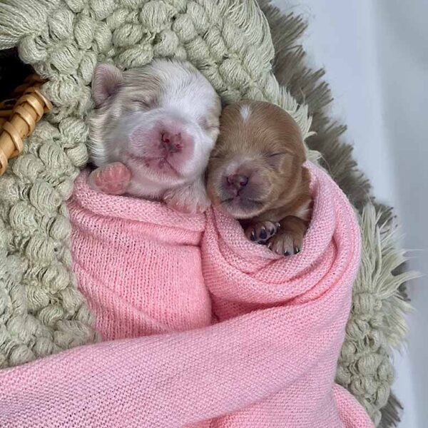 Two Golden Doodle puppies sleeping wrapped up in a pink blanket