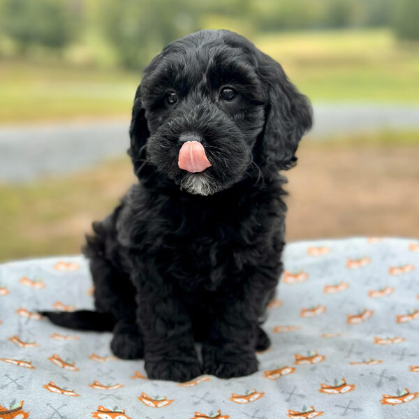 Black Golden Doodle puppy with his tongue out