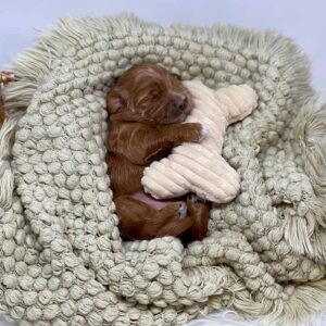 mini Golden Doodle puppy laying down wrapped in a blanket with a crochet bone