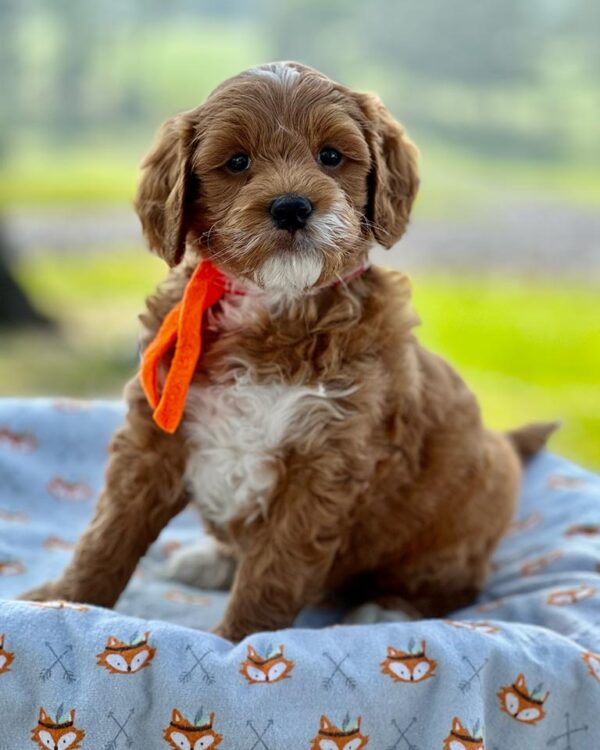 Golden Doodle puppy with a red bow sitting down