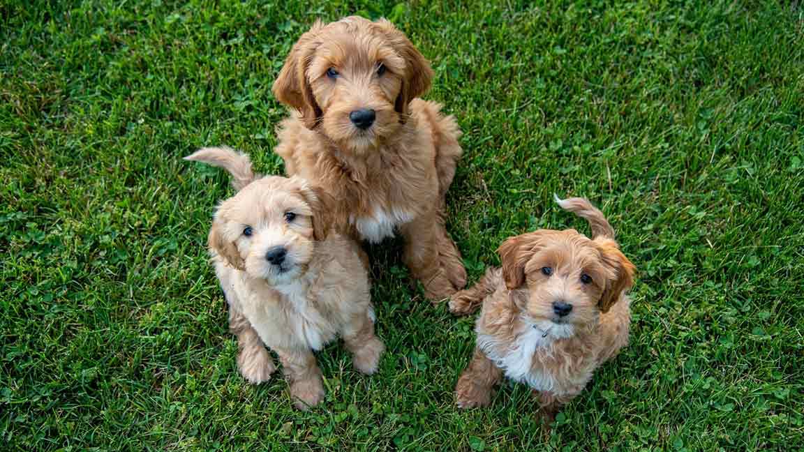 Three Golden Doodle sitting down in the grass and looking up