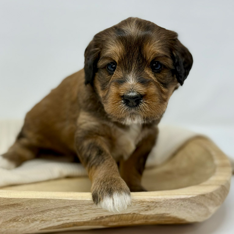 Mini Bernedoodle puppy taking a step forward