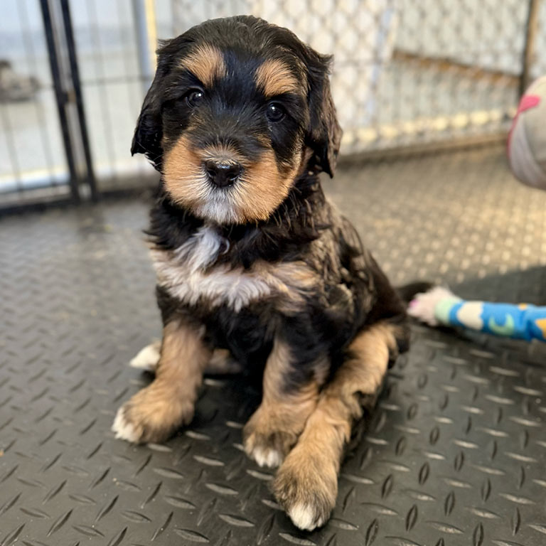 Mini Bernedoodle puppy sitting down