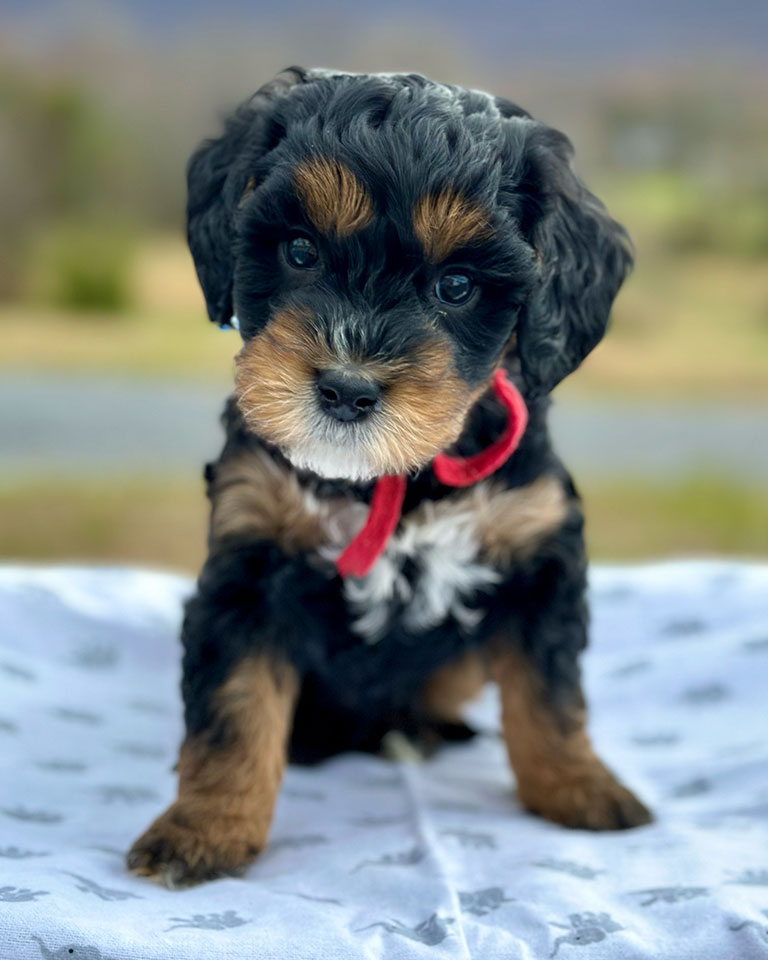 Mini Bernedoodle puppy with a red bow around its neck