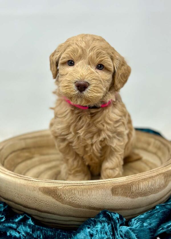 Mini Golden Doodle sitting down in a wooden bowl