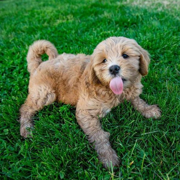 Cream mini golden Doodle with its tongue out in the grass