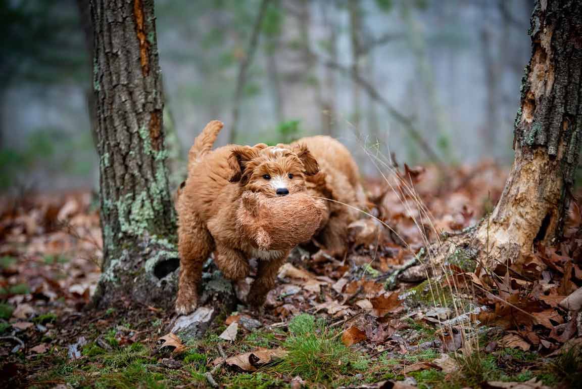 Mini Golden Doodle running in a forest with a toy in its mouth