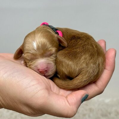 New born mini Golden Doodle being held in a hand