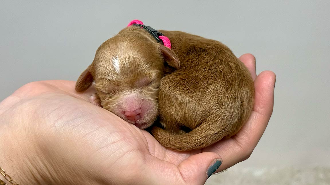 Goldendoodle sleeping inside a hand