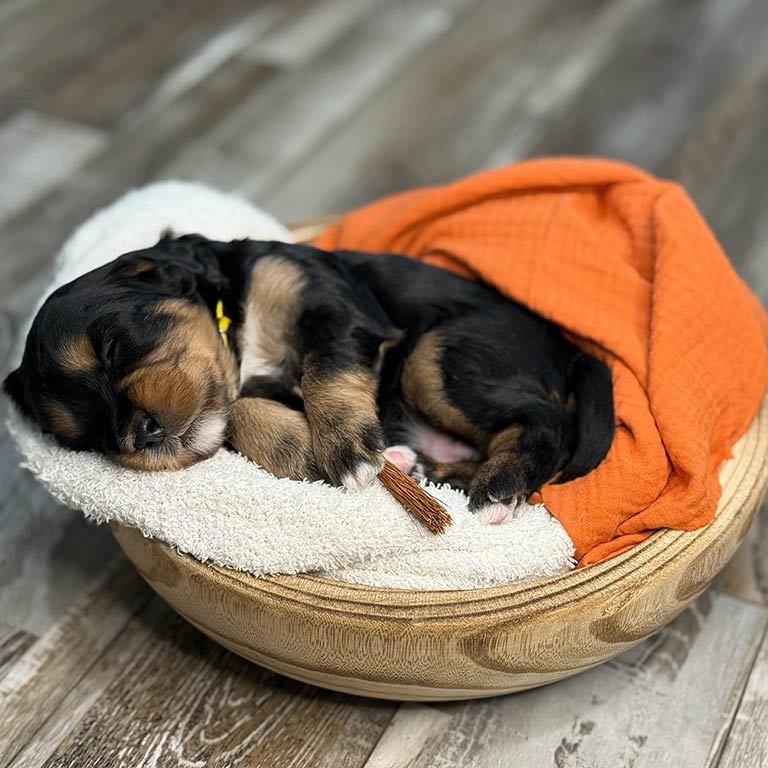 Do dogs Dream? Bernedoodle puppy sleeping